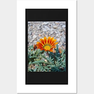 Beautiful Summer Orange Flower Posters and Art